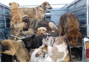 جمع‌آوری ۲۶ قلاده سگ بلاصاحب در عرب آباد