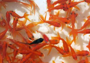 خرید و فروش سمندر، مار و لاک پشت در چهارباغ جرم است