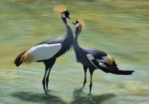 چهارباغ میزبان بزرگترین کلکسیون ماکیان زینتی جهان