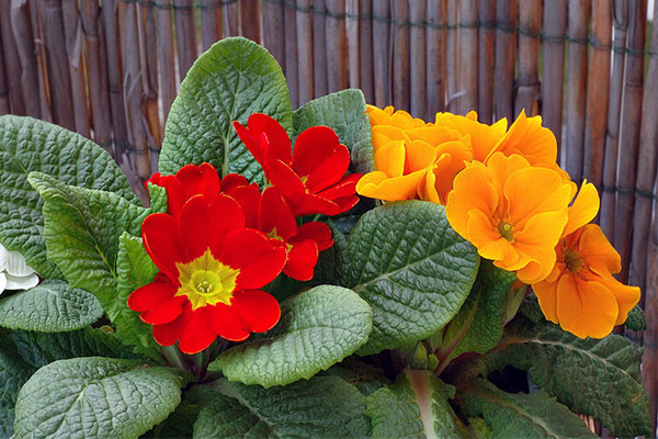 ۴۰۰ گلخانه؛ شاکله گردشگری کشاورزی چهارباغ