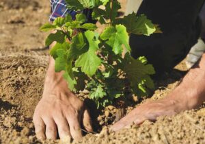 بسیجیان چهارباغ ۱۰۰۰ اصله نهال کاشتند