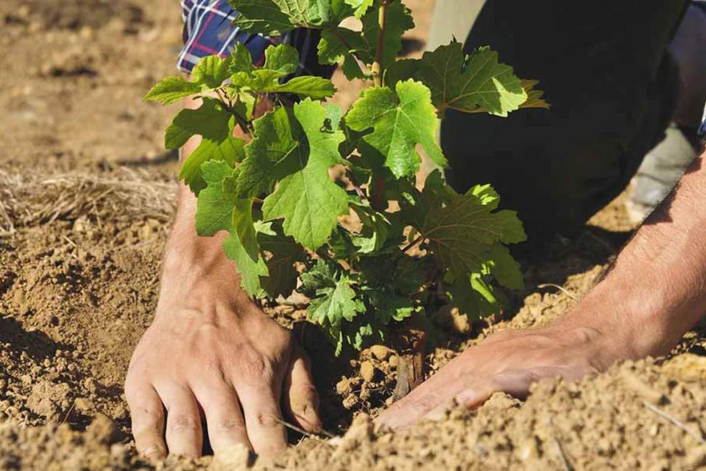 بسیجیان چهارباغ ۱۰۰۰ اصله نهال کاشتند