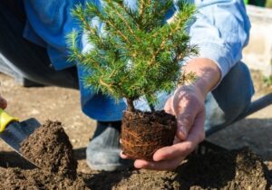 کاشت ۵ هزار اصله نهال در دهکده آرامیس چهارباغ