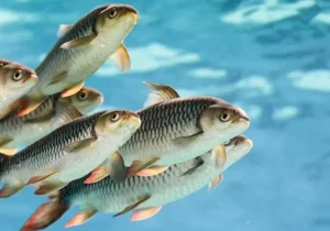 ماهی و کاهش التهابات بدن کودک