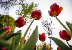 لاله نماد استان البرز شناخته شد