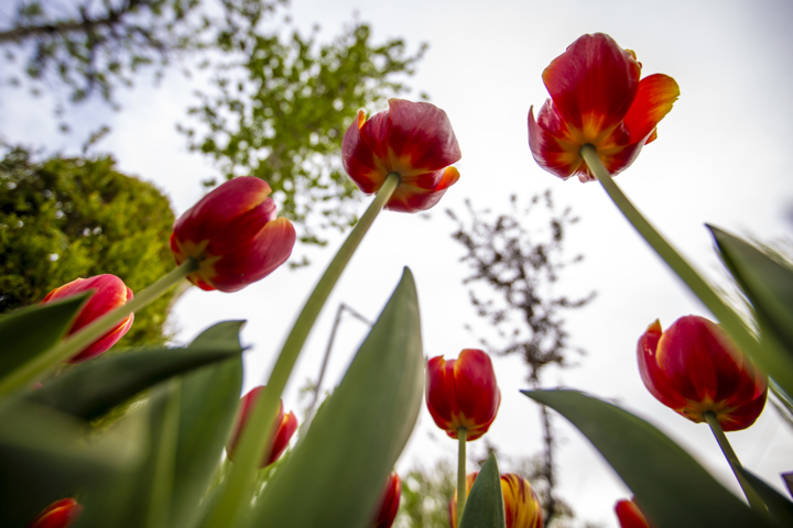 لاله نماد استان البرز شناخته شد