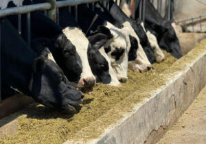 تولید روزانه ۳۰ تن شیر در دامداری نمونه چهارباغ