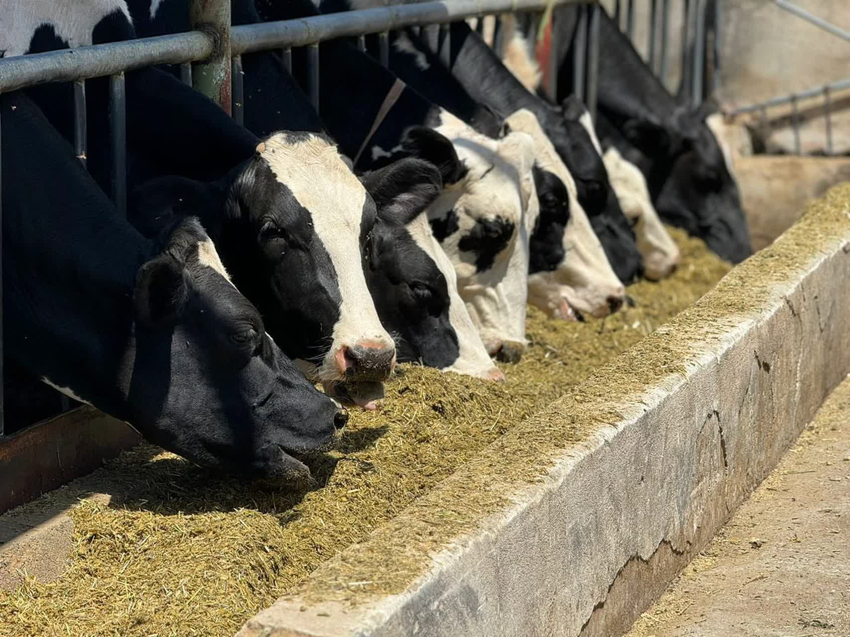 تولید روزانه ۳۰ تن شیر در دامداری نمونه چهارباغ