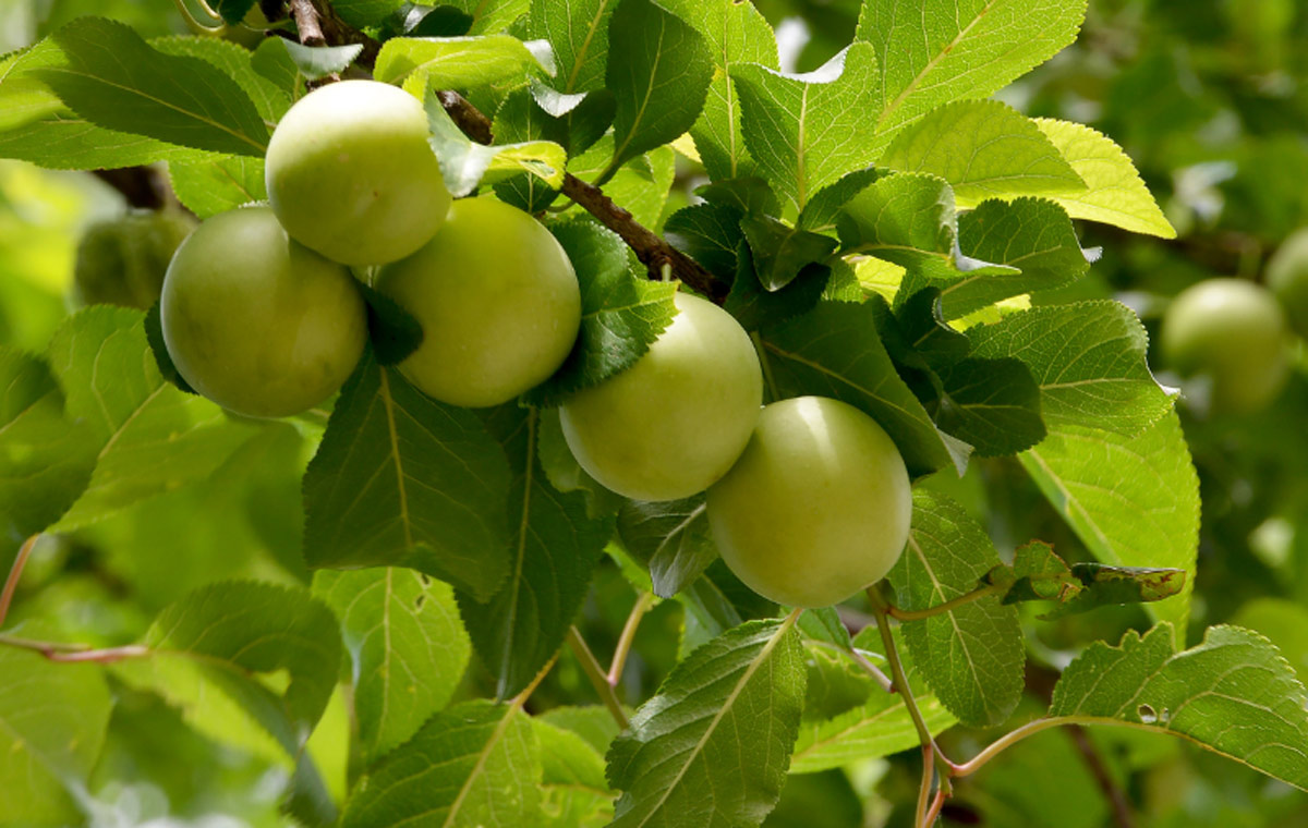 قیمت میوه‌های نوبرانه ۳۰ درصد ارزان شد