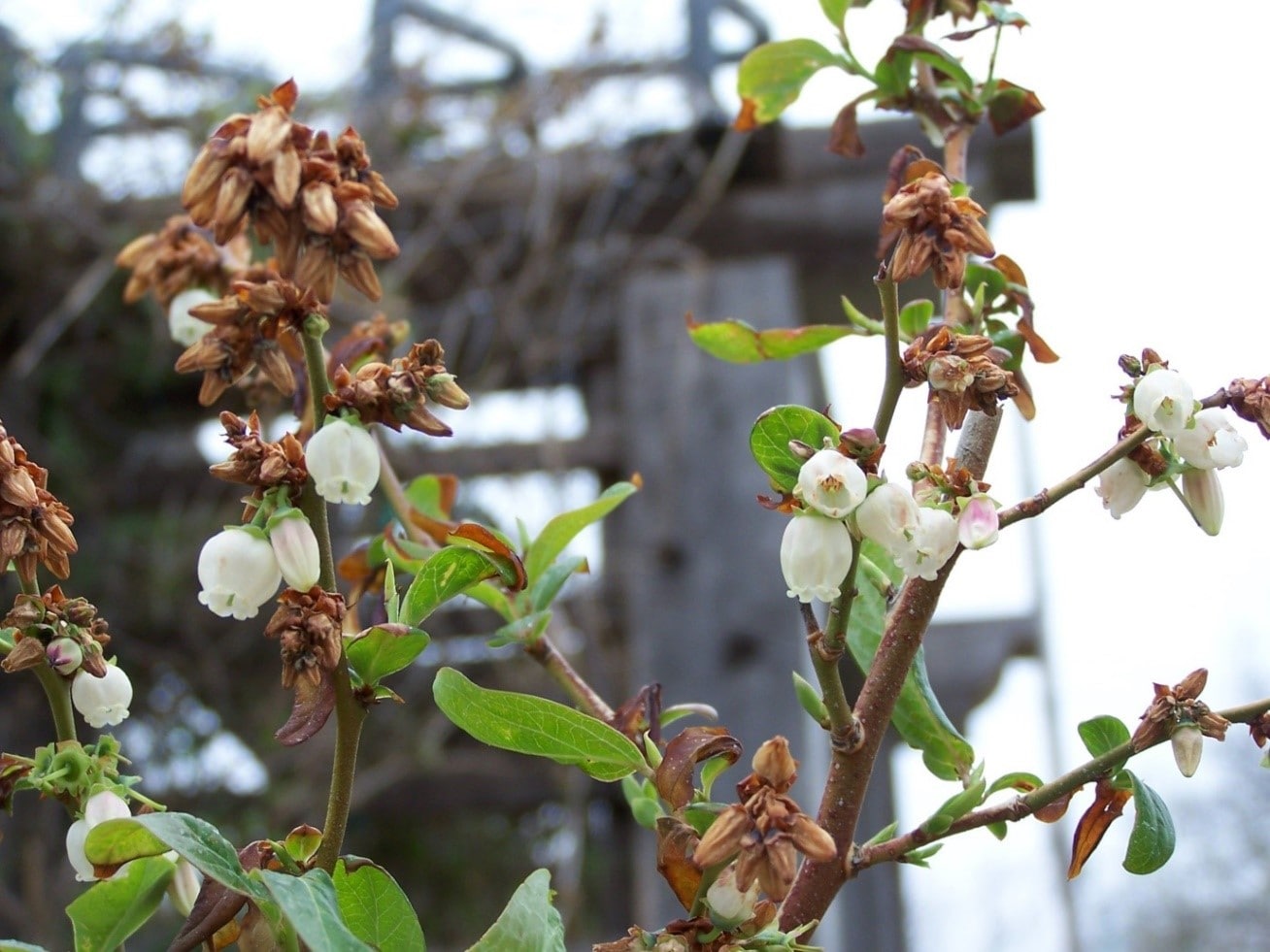 خسارت میلیاردی طوفان به گلخانه‌داران چهارباغ