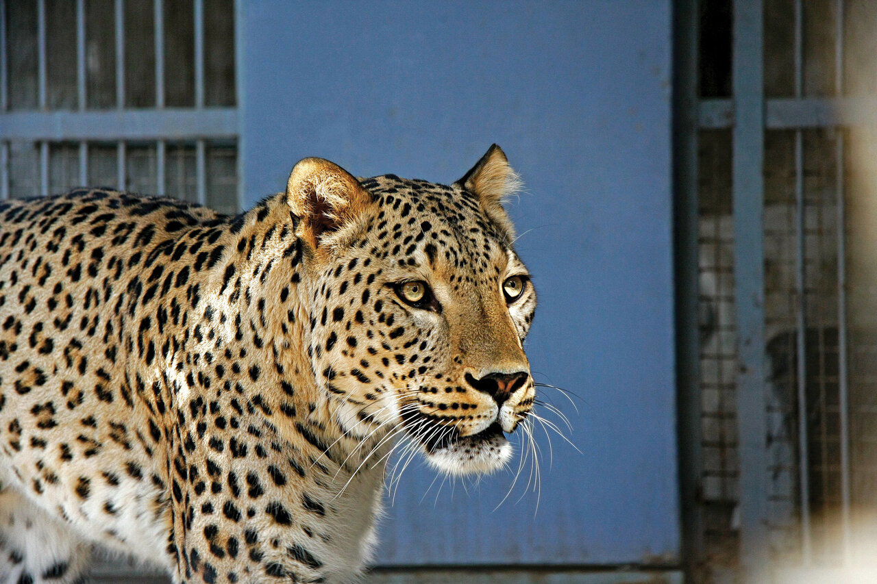 پلنگ زخمی ایرانی در البرز درمان شد
