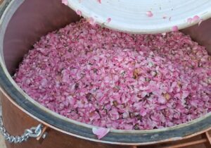 آغاز جشنواره ملی گلابگیری در کرج