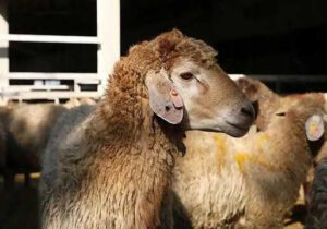 جزئیات عرضه و ذبح دام عید قربان در چهارباغ اعلام شد