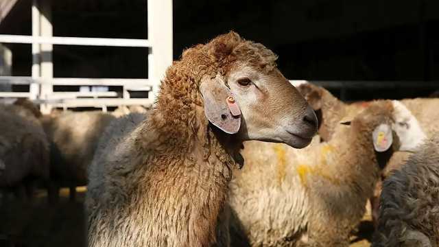 جزئیات عرضه و ذبح دام عید قربان در چهارباغ اعلام شد