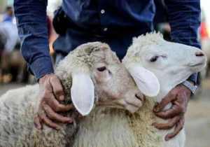 محیط زیست چهارباغ بر مراکز ذبح دام نظارت کرد