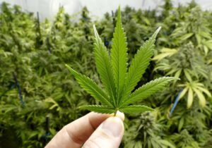 کشف و معدوم‌سازی ماری‌جوآنا در چهارباغ