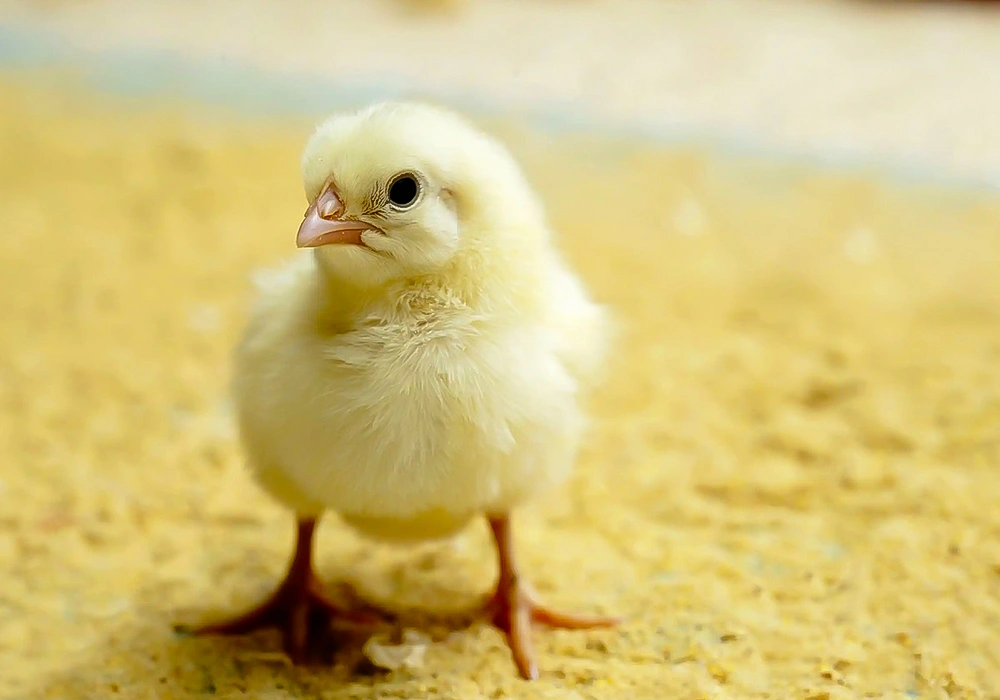 افزایش ۶ درصدی جوجه‌ریزی در البرز