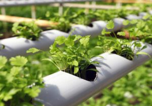 تولید محصولات دانش بنیان کشاورزی در البرز