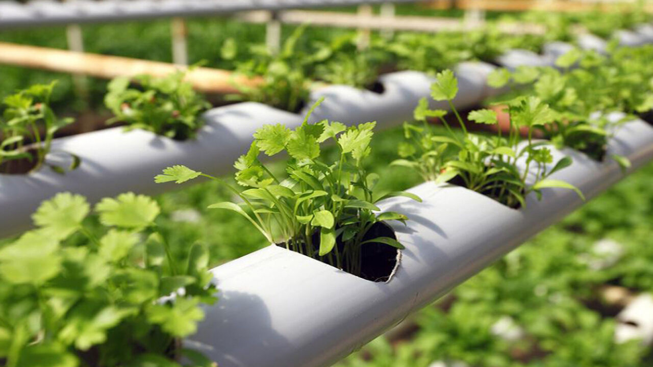 تولید محصولات دانش بنیان کشاورزی در البرز