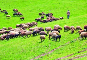بیش از ۹۸ درصد مراتع البرز ممیزی شد