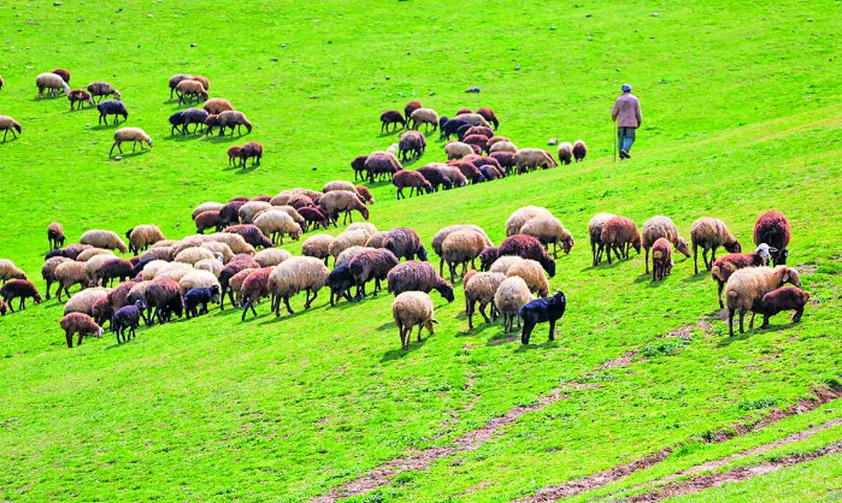 بیش از ۹۸ درصد مراتع البرز ممیزی شد