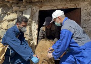 واکسیناسیون ۴۷ هزار رأس دام چهارباغ علیه طاعون