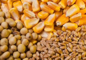 شناسایی انبار خوراک دام قاچاق در چهارباغ