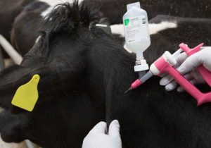 برگزاری اردوی ترویجی دامپزشکی در چهارباغ