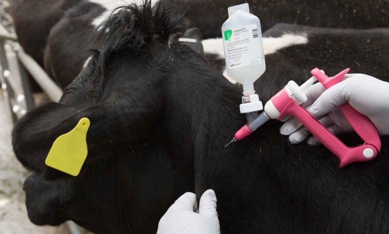 برگزاری اردوی ترویجی دامپزشکی در چهارباغ