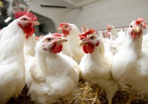 ضربه دامپزشکی به بازار سیاه طیور در چهارباغ