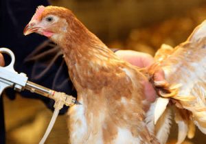 واکسیناسیون ۲۵۰۰ قطعه طیور بومی در چهارباغ