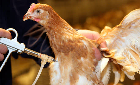 واکسیناسیون ۲۵۰۰ قطعه طیور بومی در چهارباغ