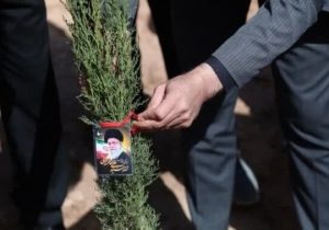 «سرو ایران» با ۳۲۰۰ نهال در چهارباغ سبز شد