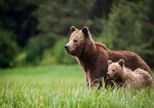 مشاهده ۳۰ قلاده خرس قهوه‌ای در البرز