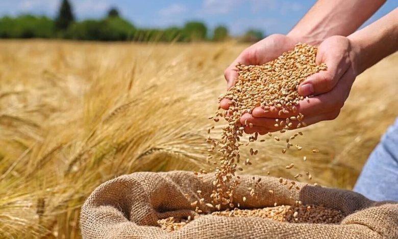 البرز کلید خودکفائی بذور کشاورزی ایران