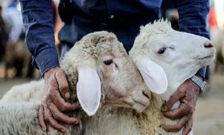 عرضه و ذبح بهداشتی دام در ۴ جایگاه چهارباغ