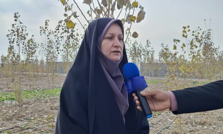 چهارباغ میزبان طرح ملی کشت تلفیقی صنوبر تبریزی شد