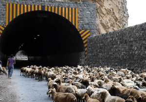 انسداد محور کرج–چالوس به‌ دلیل کوچ عشایر