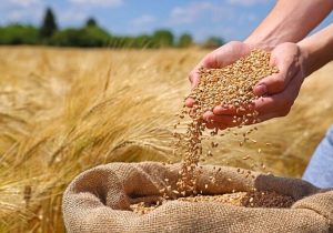 پرداخت ۵۰ درصدی قیمت گندم به کشاورزان