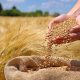 پرداخت ۵۰ درصدی قیمت گندم به کشاورزان