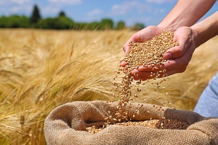 پرداخت ۵۰ درصدی قیمت گندم به کشاورزان
