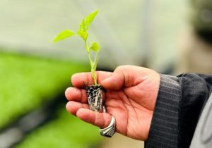 چهارباغ، نبض تپنده تولید در البرز