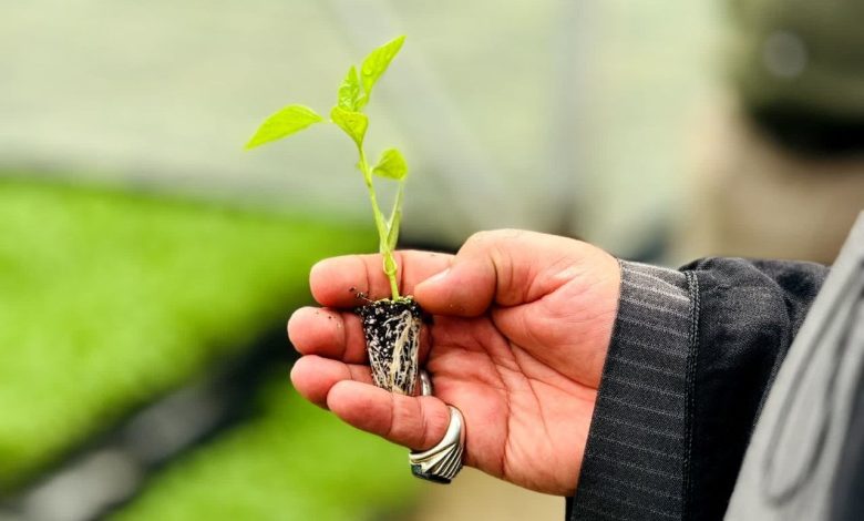 چهارباغ، نبض تپنده تولید در البرز