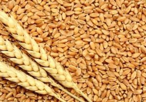 خرید گندم در البرز جهش یافت