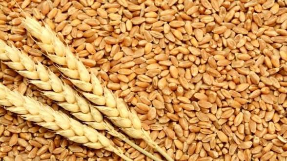خرید گندم در البرز جهش یافت