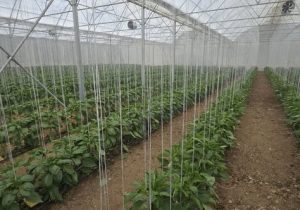 احداث گلخانه و مجتمع‌ گردشگری در ساوجبلاغ عوارض ندارد