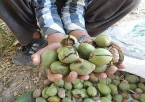 وقتی چند گردو، نهایت شادی دنیای کودکی می‌شود