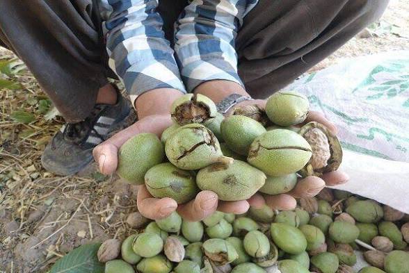 وقتی چند گردو، نهایت شادی دنیای کودکی می‌شود
